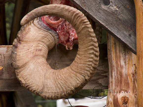 Dall Sheep Trophy