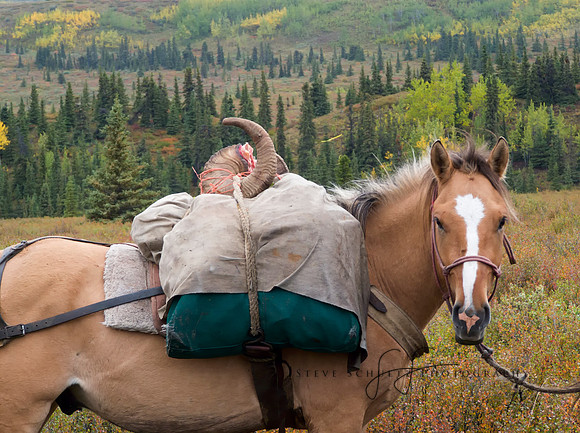 Alaskan Horse and Trophy Sheep